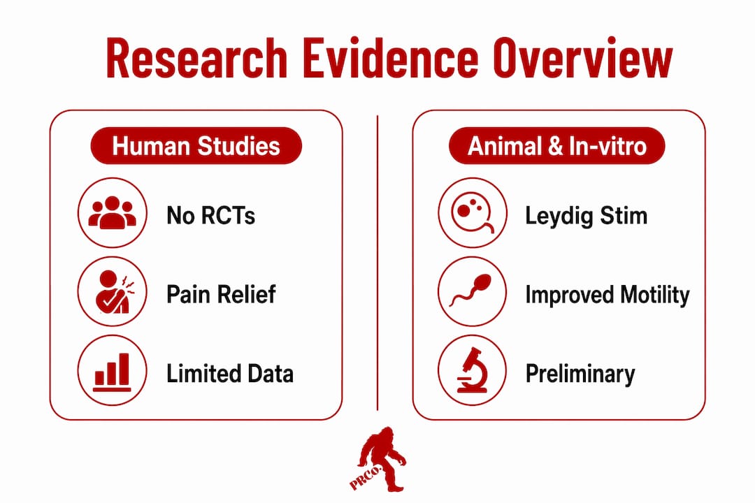 Infographic comparing human and animal evidence on red light therapy