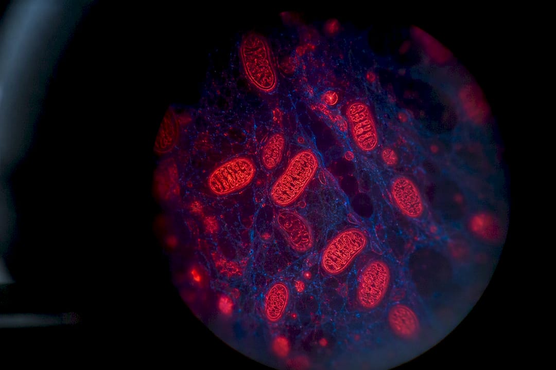 Skin cells illuminated by red and near-infrared light