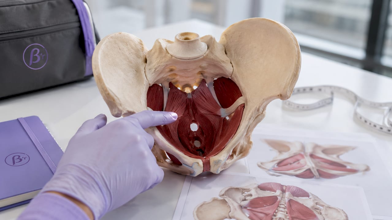 Detailed male pelvic floor muscle model close-up