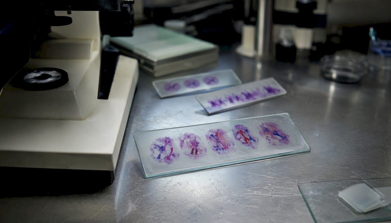Microscope slide showing chromosomes during meiosis