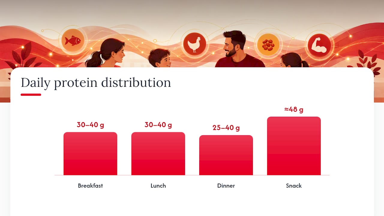 Diagram of protein intake distribution across meals