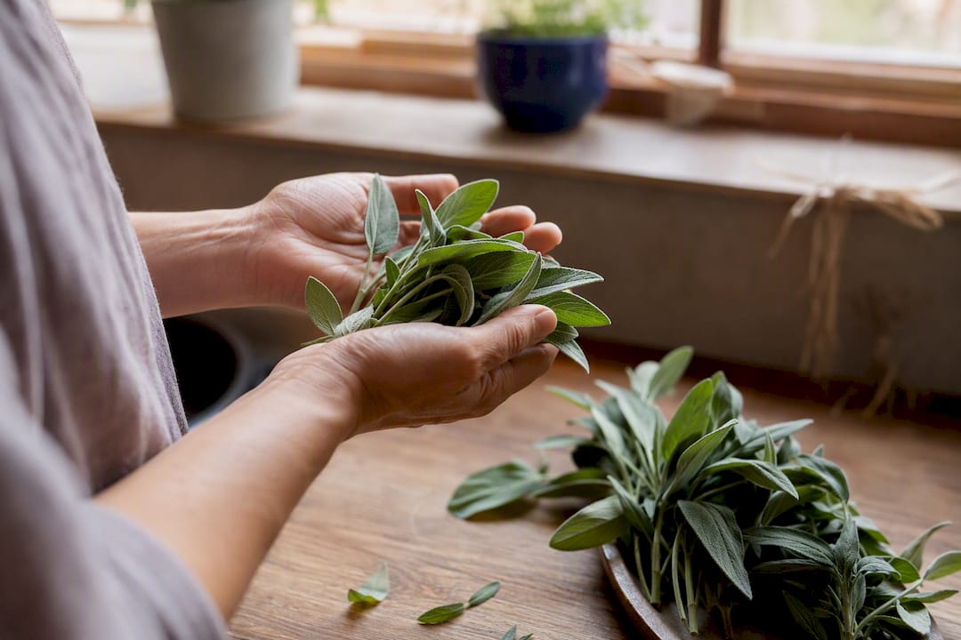 Hands holding healing green leaves