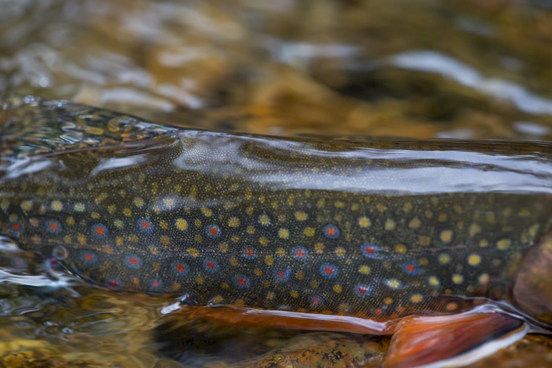 Close-up of brook trout flank showing blue-ringed red spots