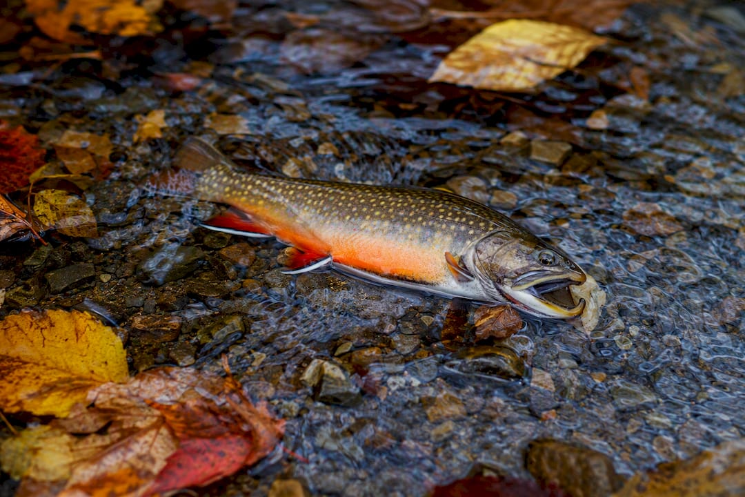 Male brook trout bright orange belly during spawning