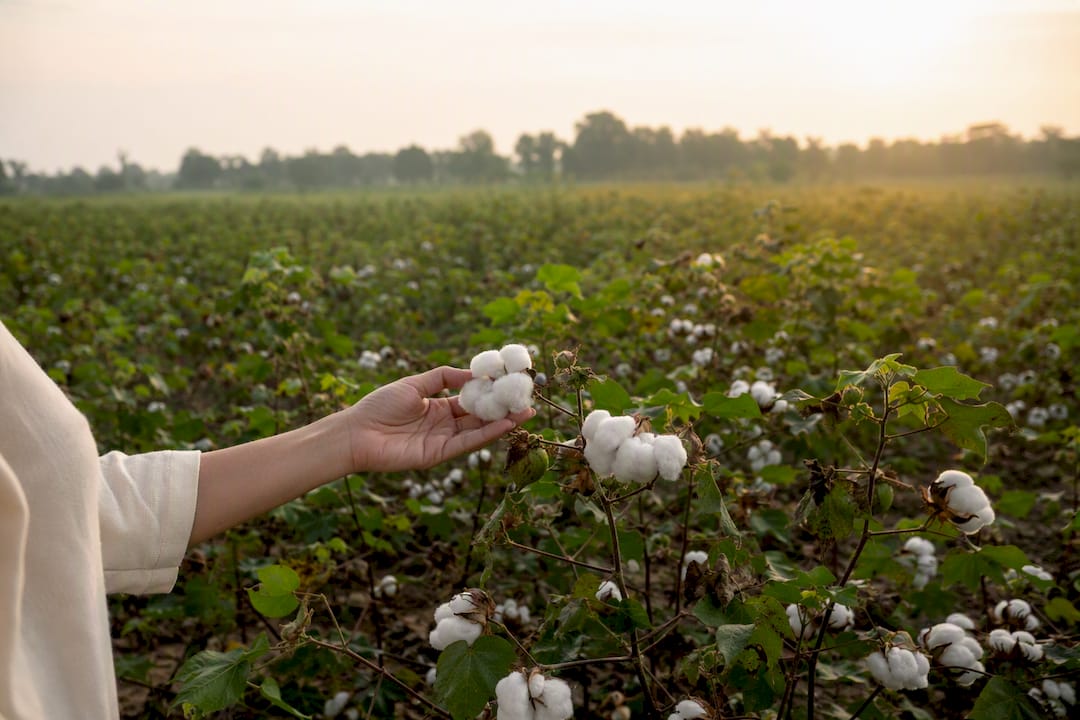 Hand holding open organic cotton boll in field
