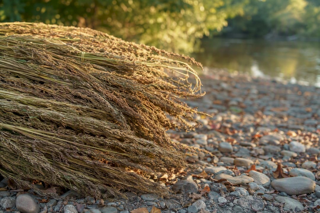 Harvested hemp stalks in forest clearing