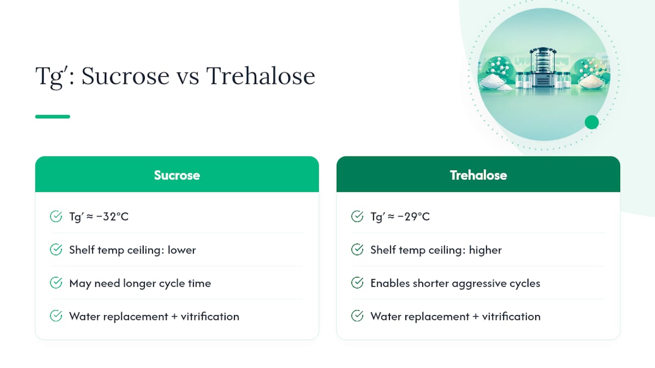 Tg comparison for sucrose and trehalose