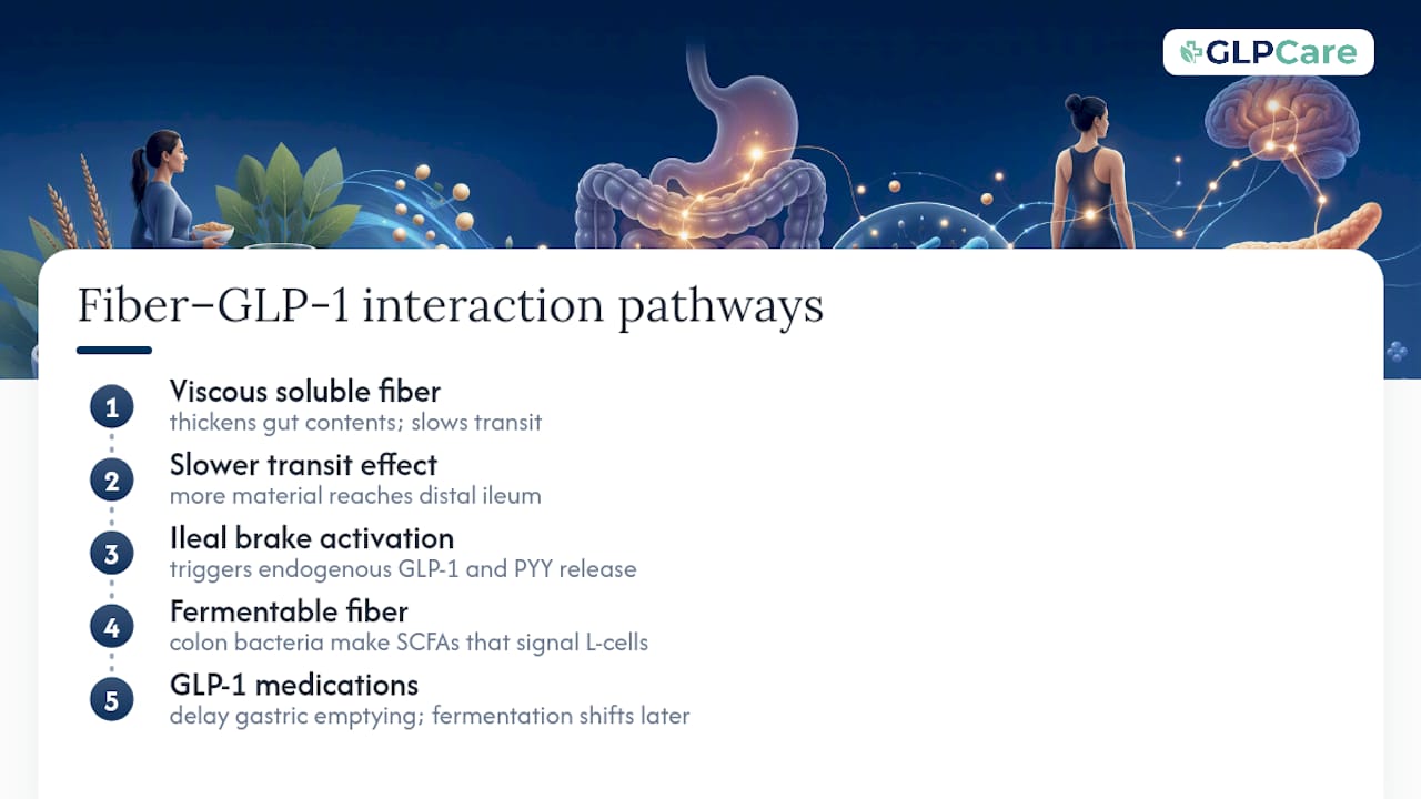 Diagram of fiber and GLP-1 medication interaction pathways