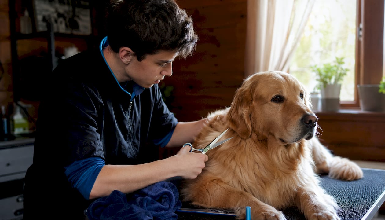 Apprentice groomer trimming golden retriever fur