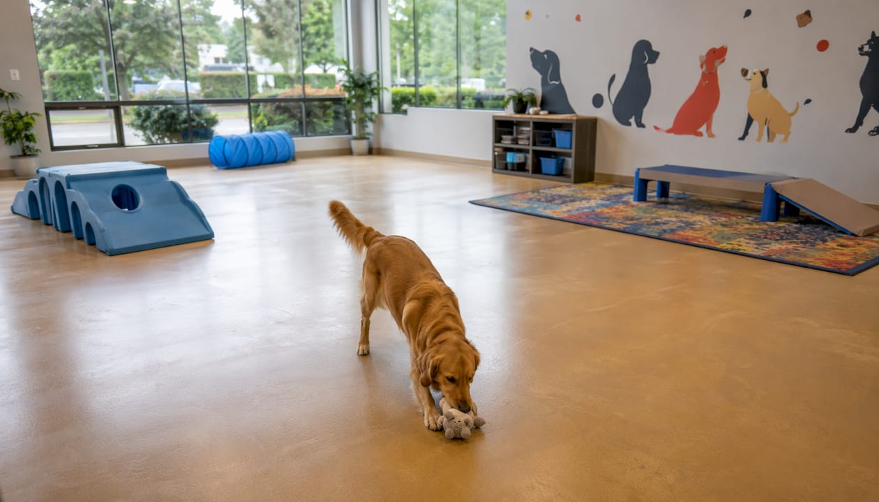 Durable polyurethane flooring in dog daycare