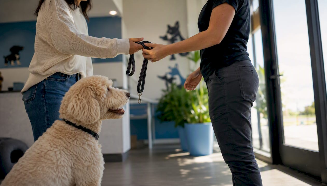 Owner handing leash to staff at daycare entrance