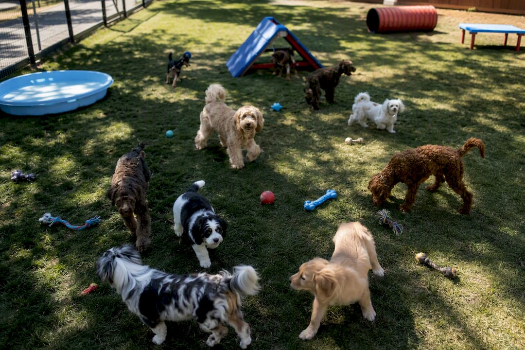 Puppies playing in a socialization group