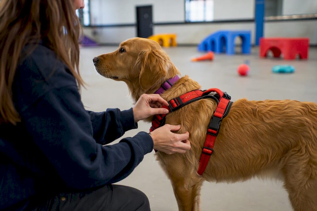 Daycare attendant fastening dog harness