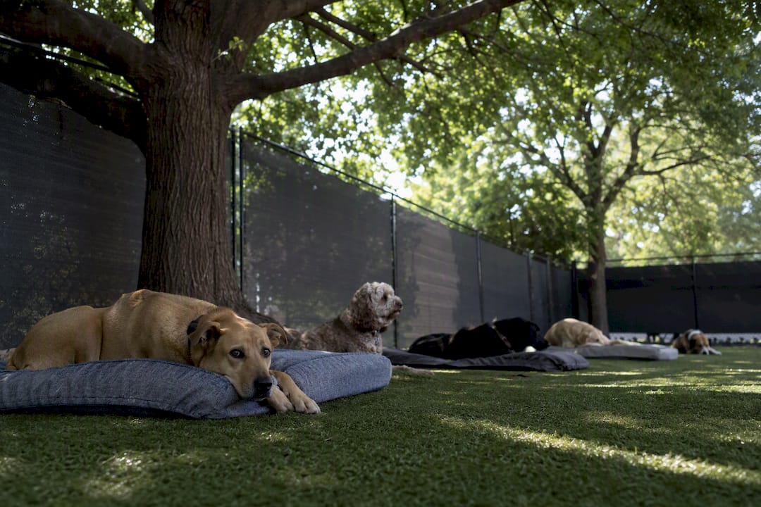 Crated dogs resting quietly in daycare rest area