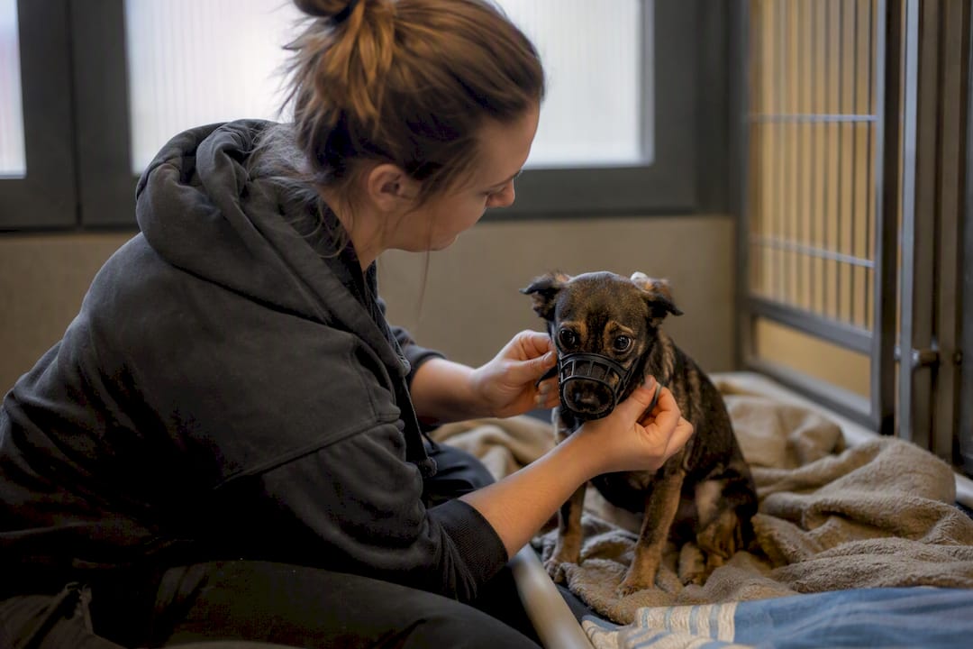 Attendant placing muzzle on fearful dog