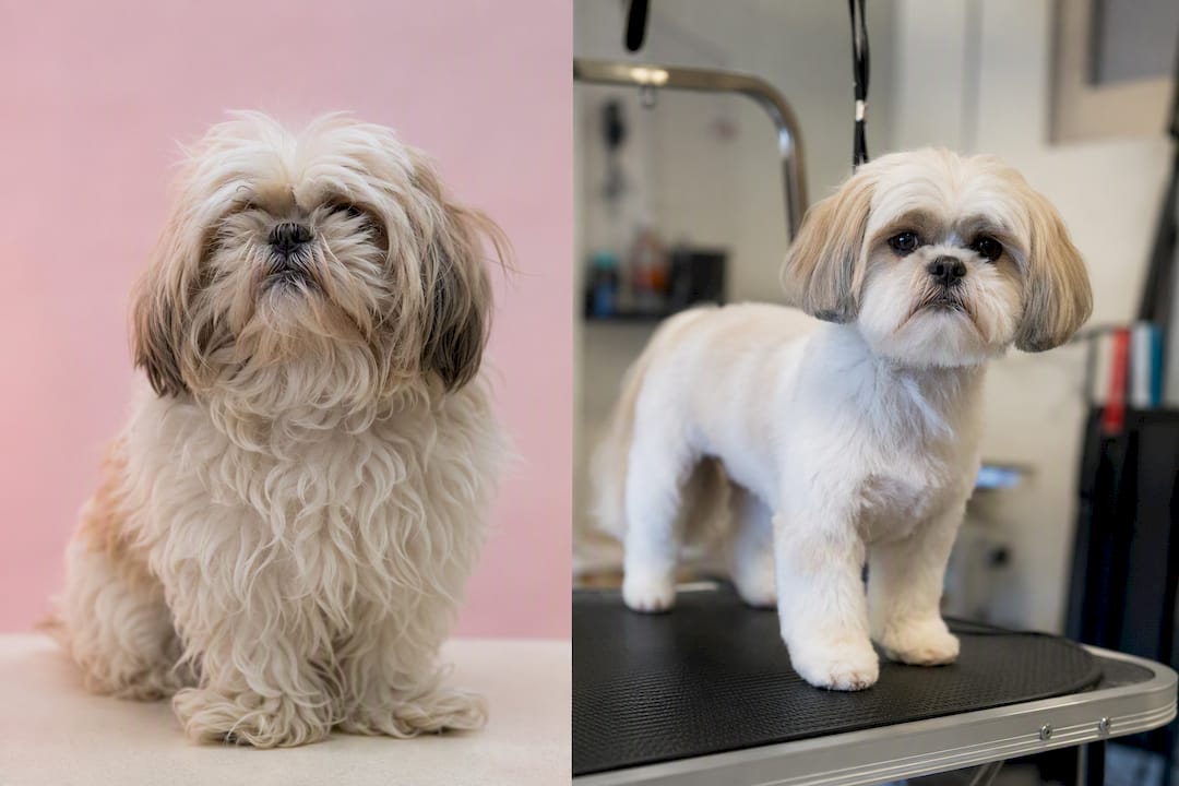 Dog before and after grooming transformation
