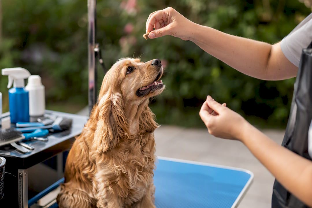 Groomer giving treat to happy dog