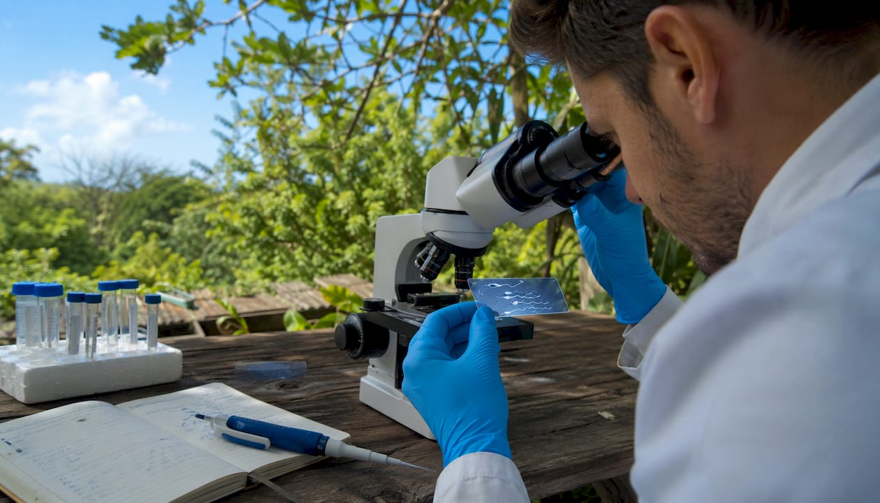 Scientist examining sperm cells under microscope
