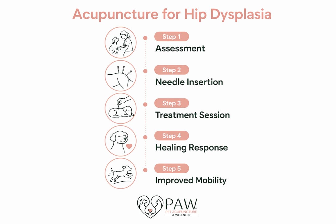 Infographic outlining acupuncture treatment steps for dogs
