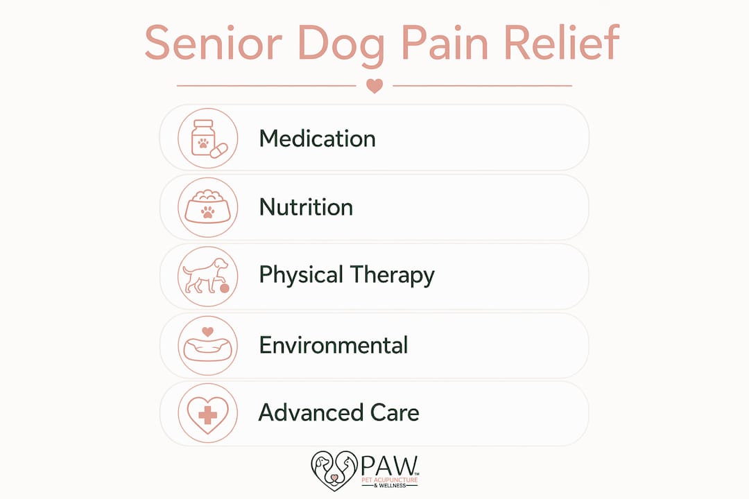 Infographic showing five key senior dog pain relief methods