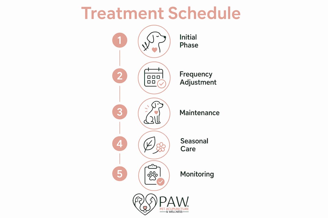 Infographic showing acupuncture treatment timeline for dogs