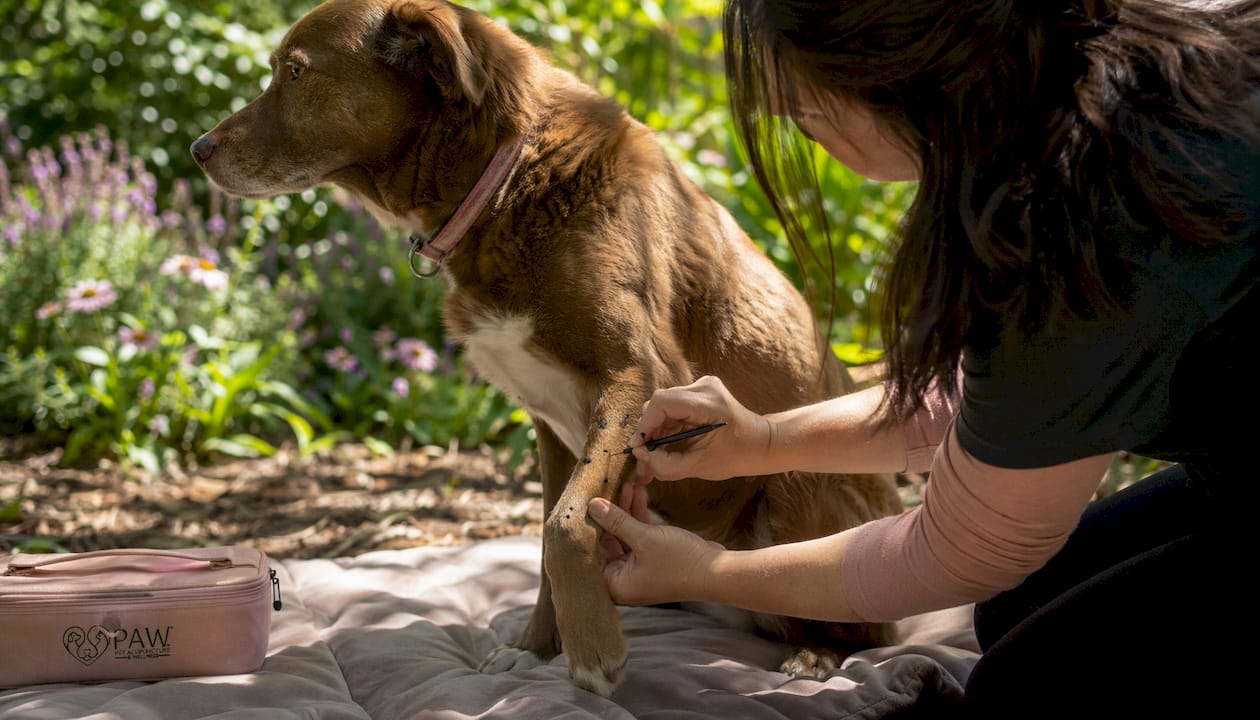 Close-up of acupuncture point location on dog’s leg