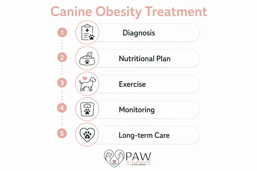 Infographic showing steps to treat canine obesity