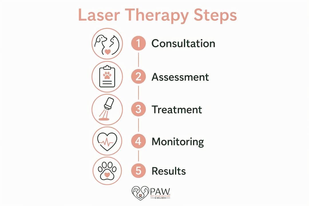 Infographic showing laser therapy steps for cats