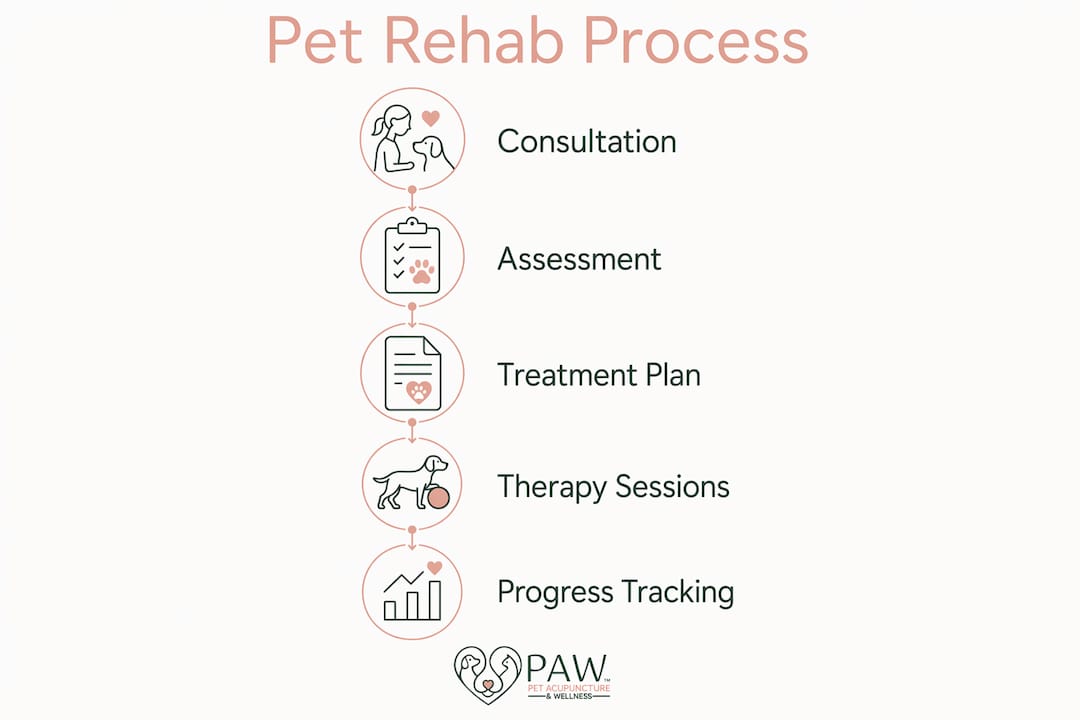 Infographic showing pet rehabilitation process steps