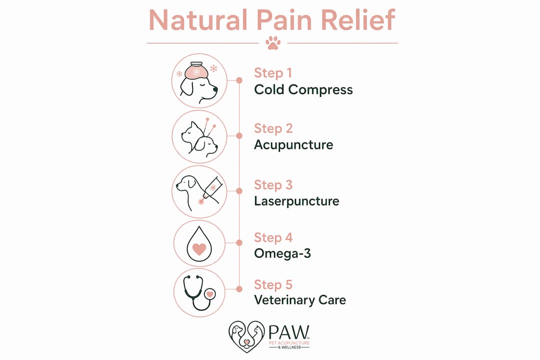 Infographic illustrating natural pain relief steps for dogs after spaying