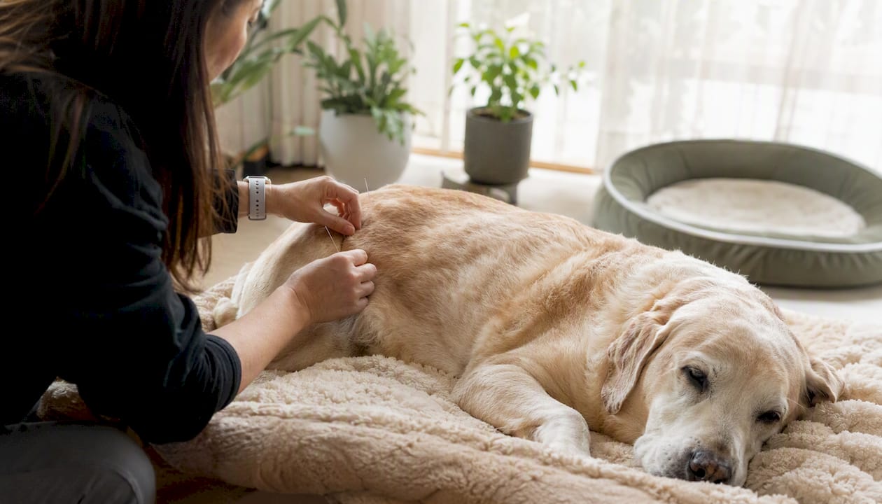 Senior dog receiving hip acupuncture needles