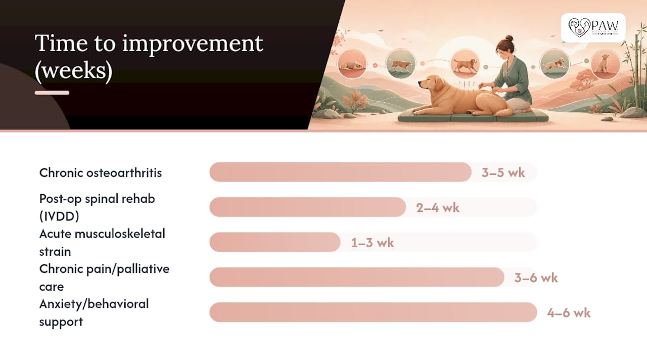 Infographic showing acupuncture treatment schedules for dog conditions