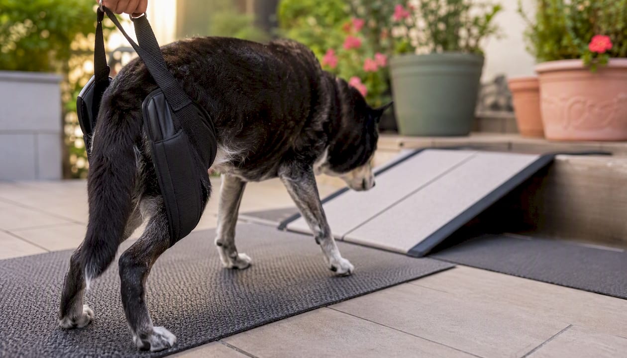 Senior dog wearing rear support harness on non-slip floor