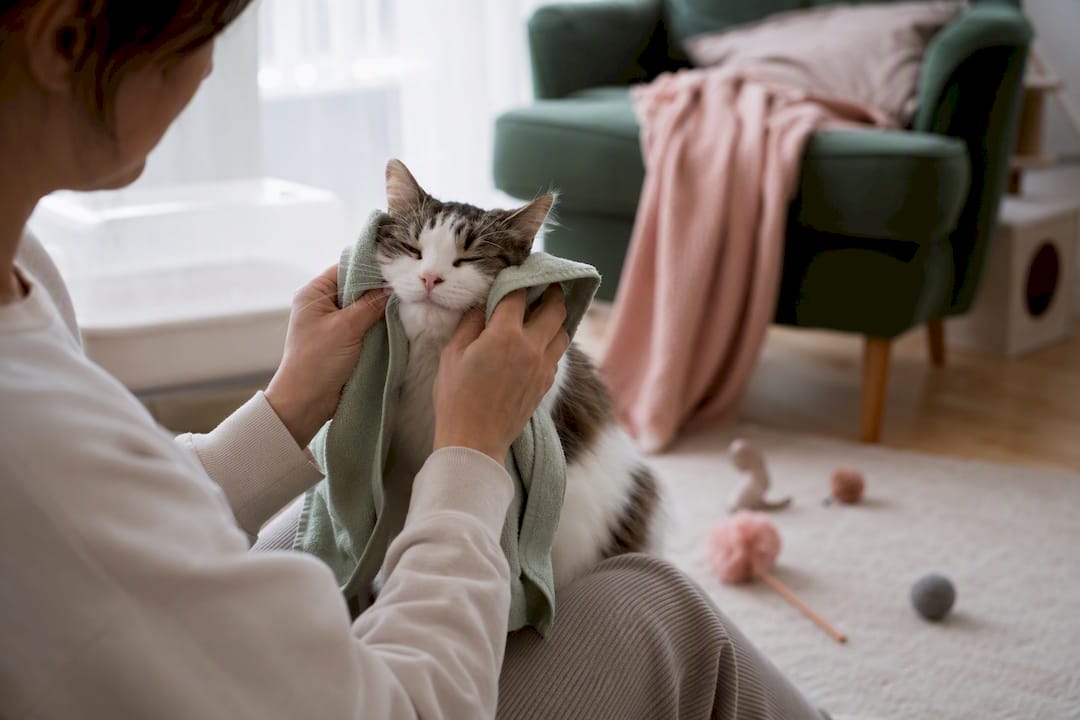 Rubbing towel on cat for familiar scent