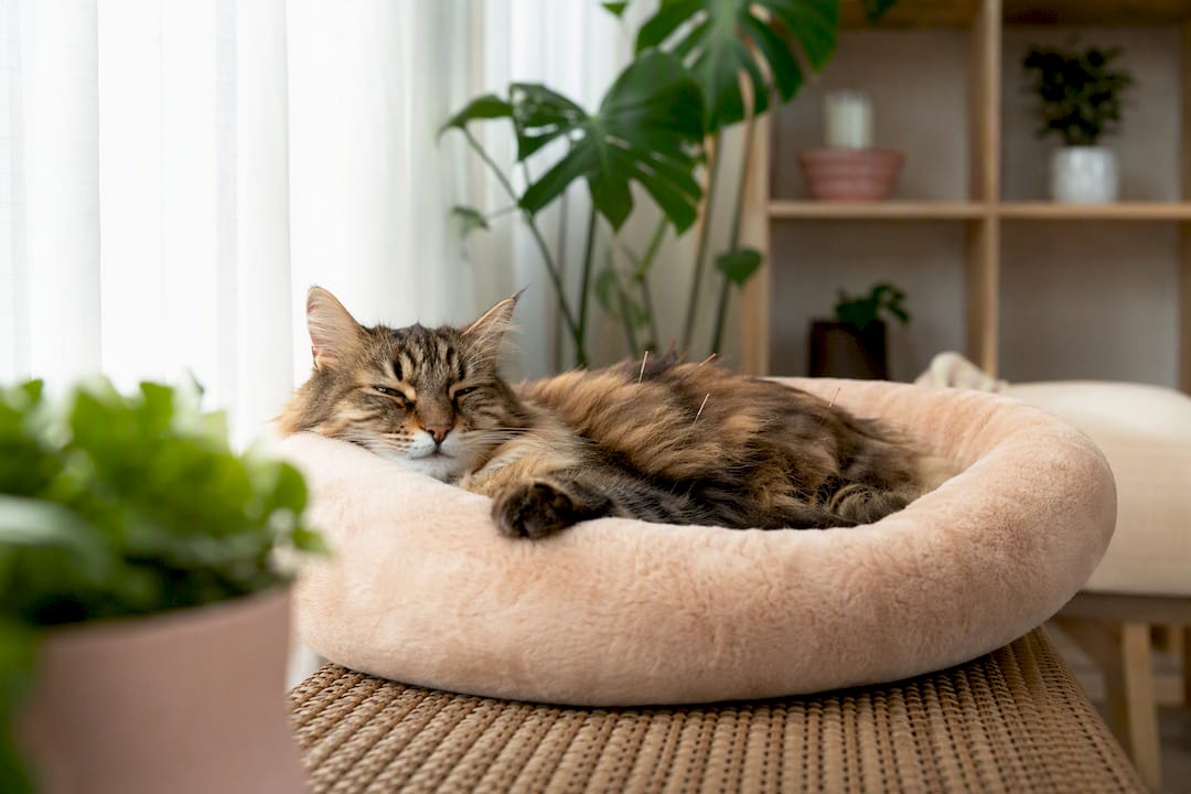 Cat resting peacefully after acupuncture