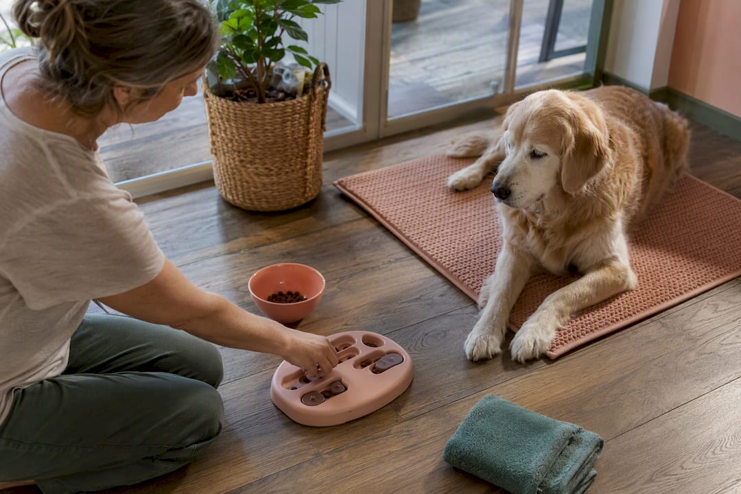Owner prepares food puzzle for senior dog