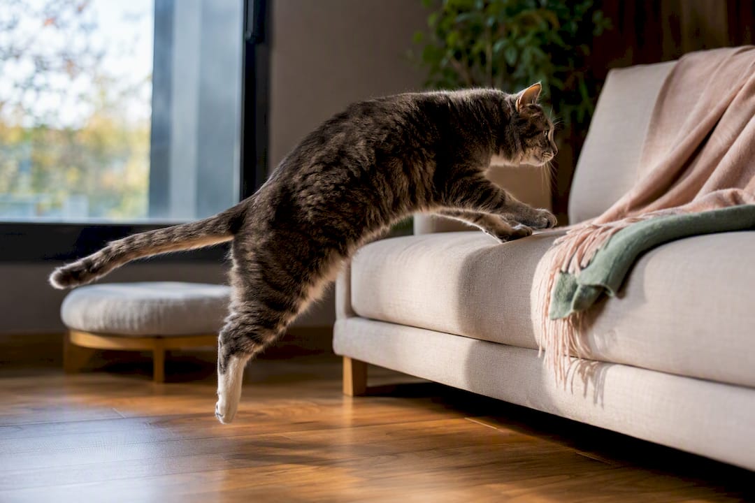 Senior cat climbing onto a low couch