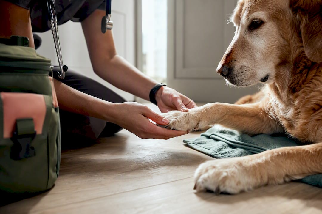 Mobile veterinarian examining senior dog paw