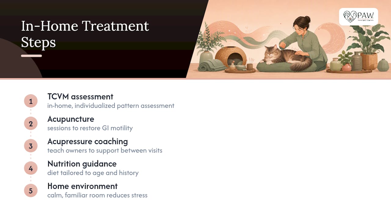 How Pet Acupuncture & Wellness Approaches Feline Constipation — overview diagram
