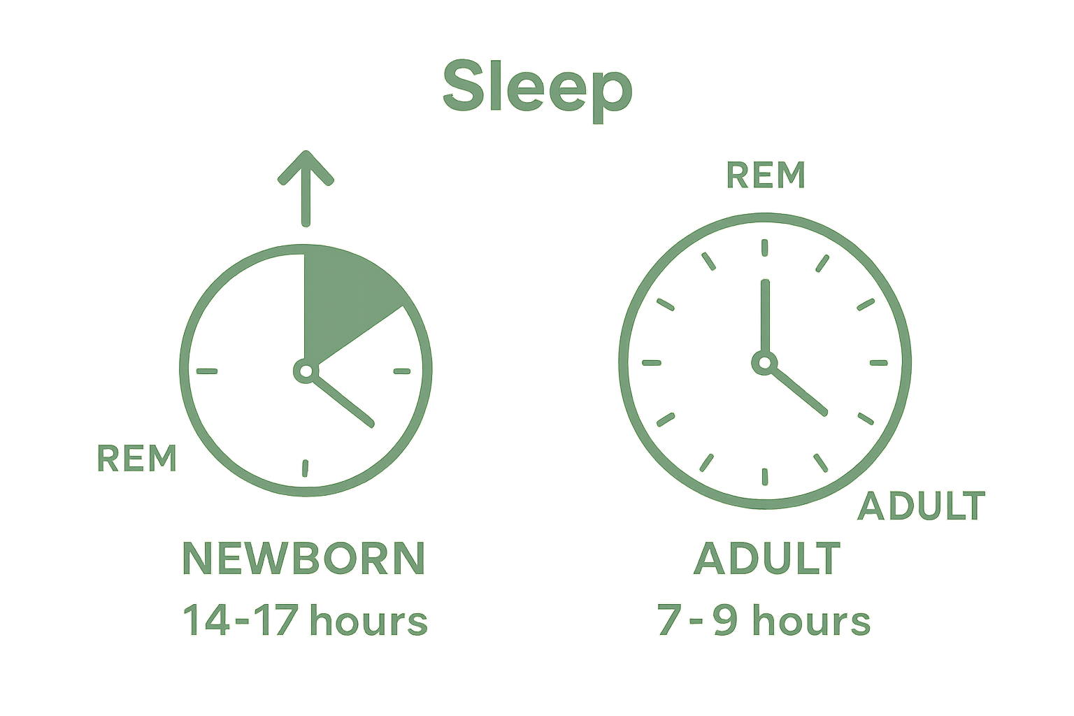Infographic comparing newborn and adult sleep patterns by hours and REM proportion.