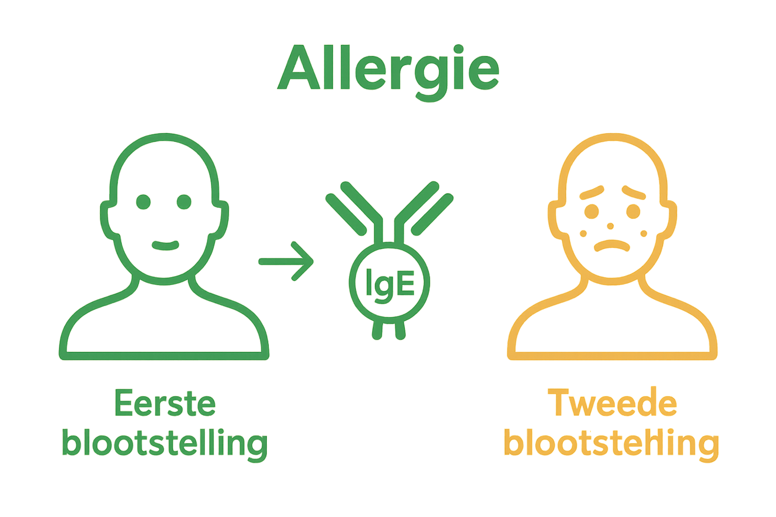 Schematische vergelijking: sensibilisatie versus allergische reactie