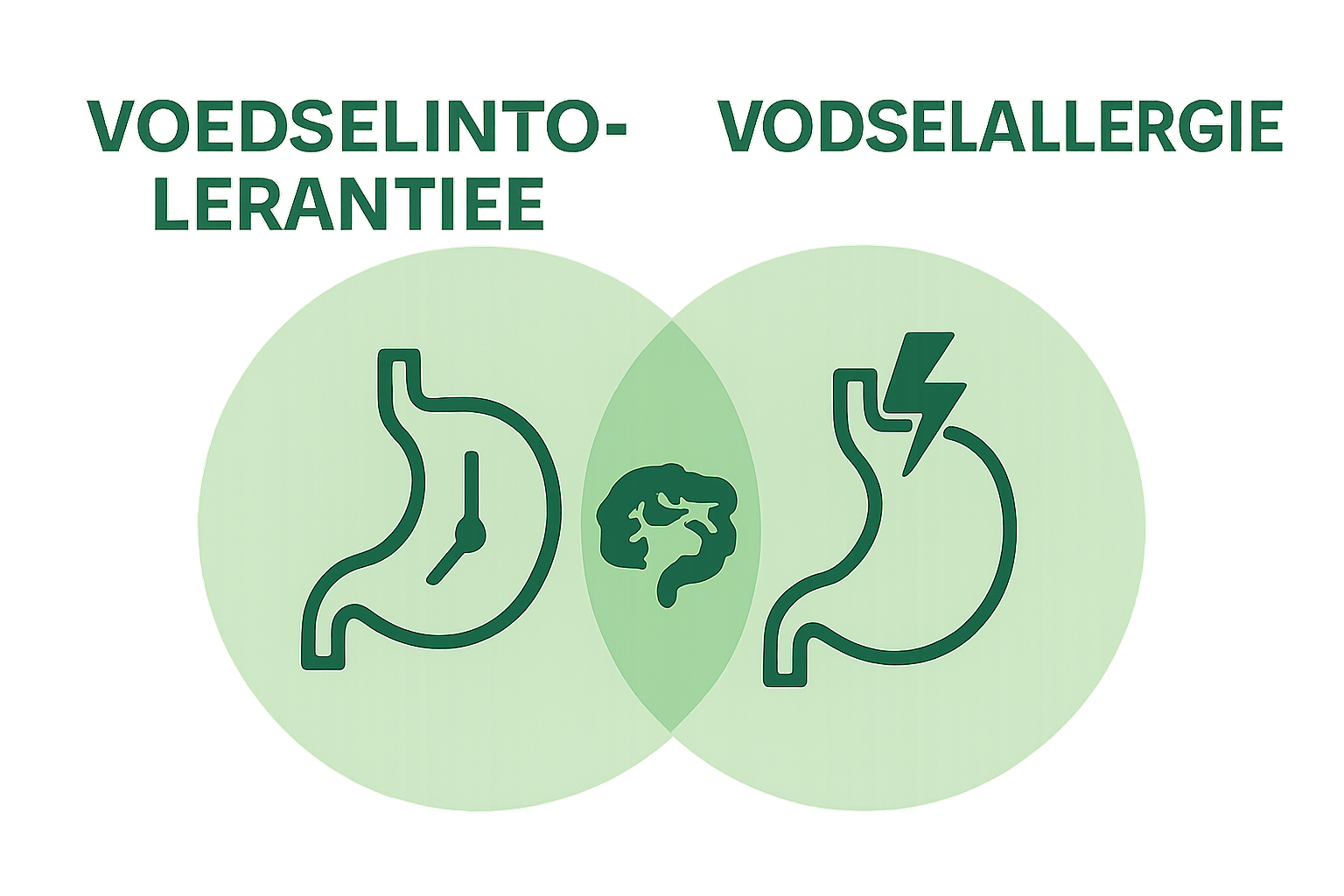 Infographic vergelijkt voedselintolerantie versus voedselallergie visueel