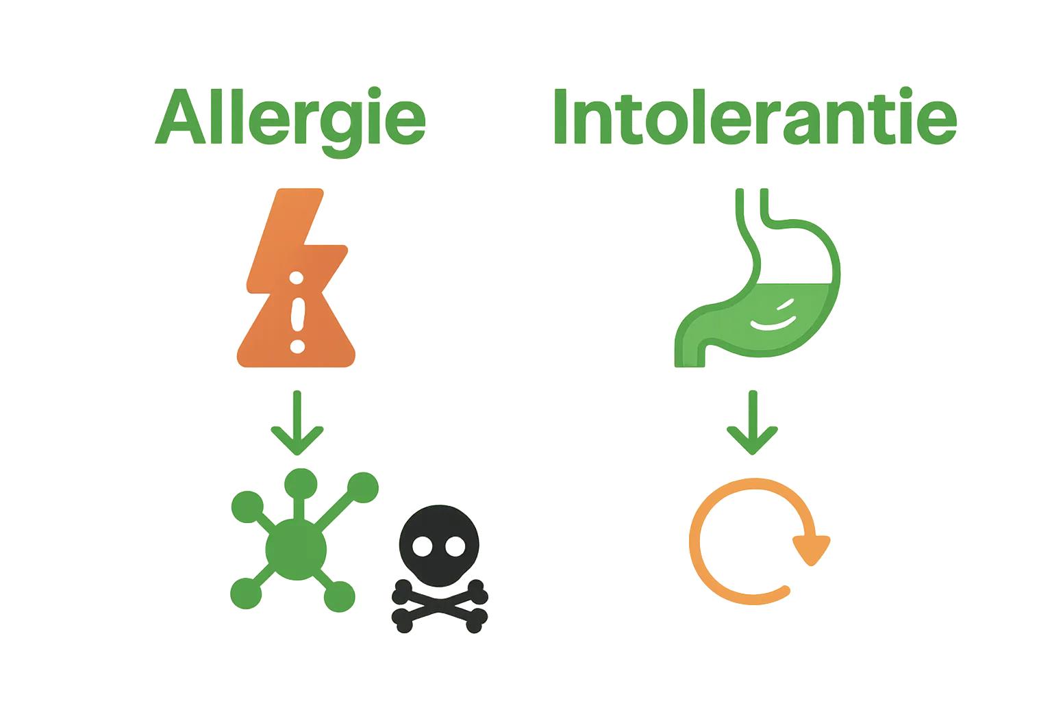 Vergelijkende infographic: allergie versus intolerantie, symbolen voor immuunreactie en spijsvertering.