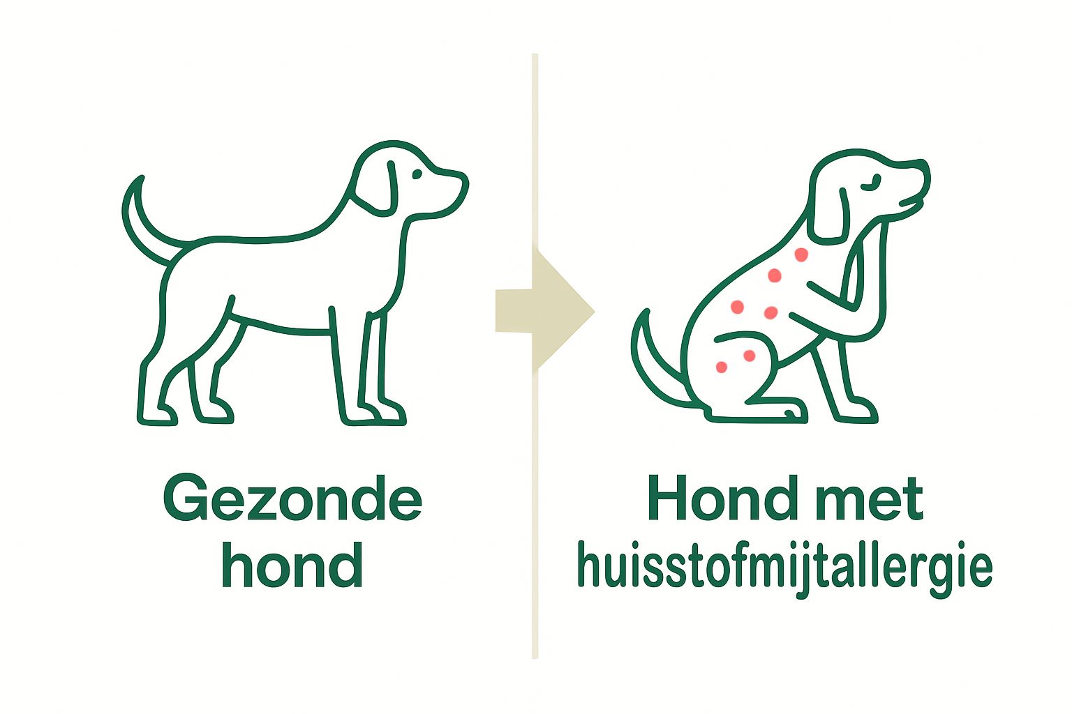 Vergelijking gezonde hond en hond met huisstofmijt allergie symptomen