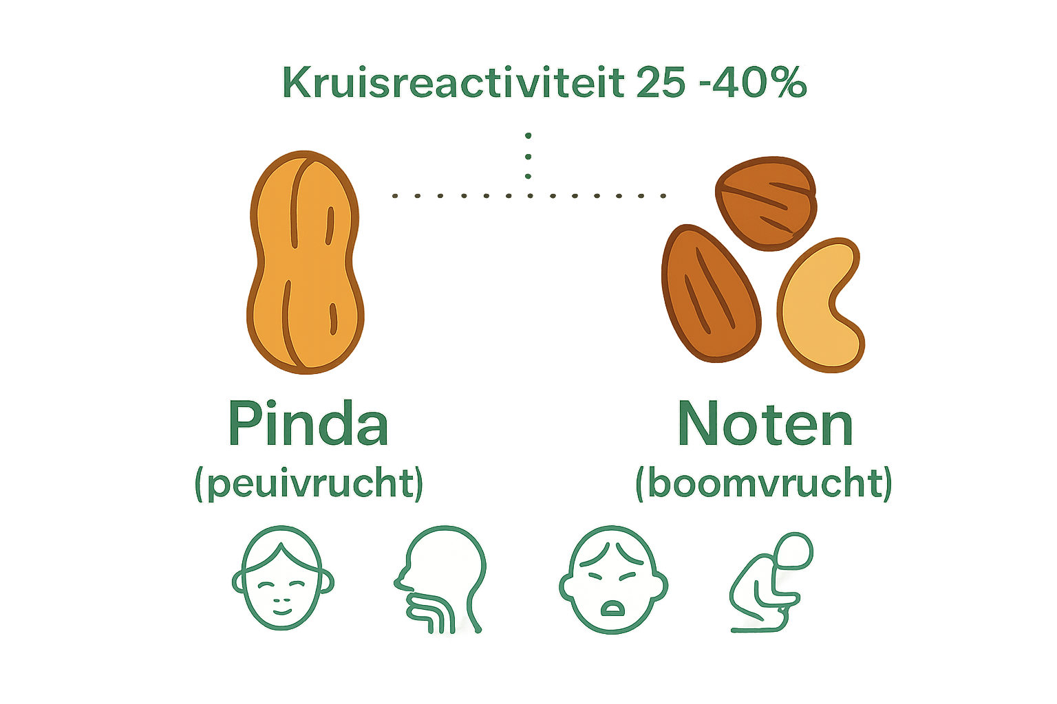 Infographic met pictogrammen van pinda, noten en kruisreactiviteit