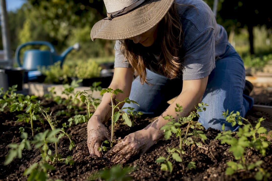 Hands planting seedlings in garden ministry practicum