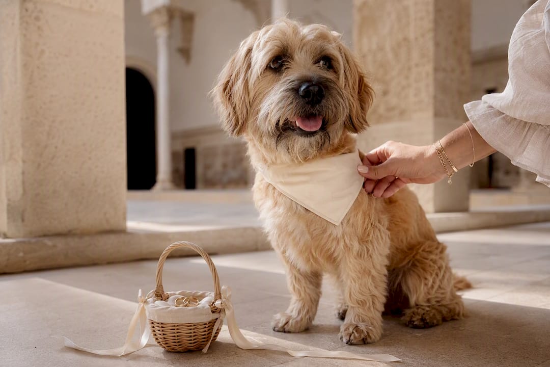 Perro con pañuelo al lado de una cesta nupcial