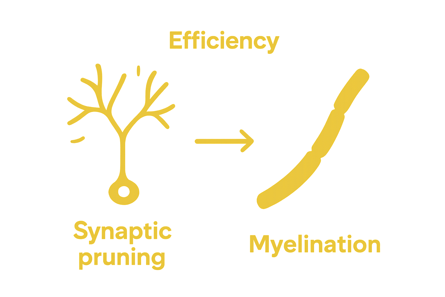 Infographic comparing synaptic pruning and myelination in middle childhood brains
