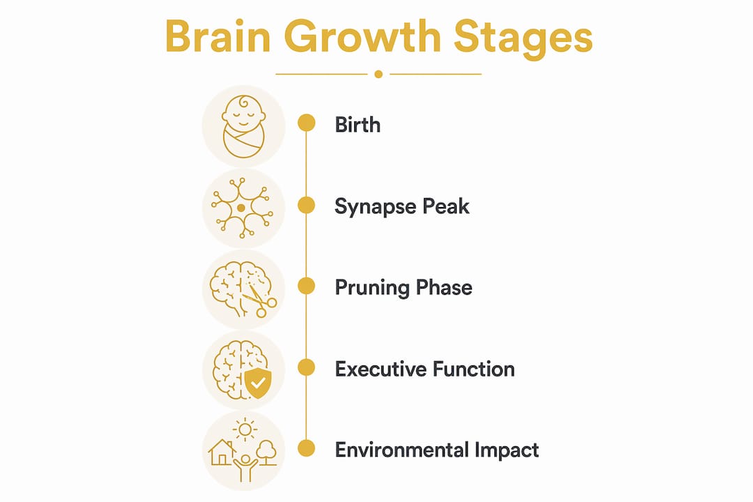 Infographic showing early brain development stages