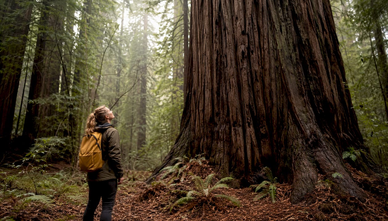 Hiker beside towering coast redwood tree base